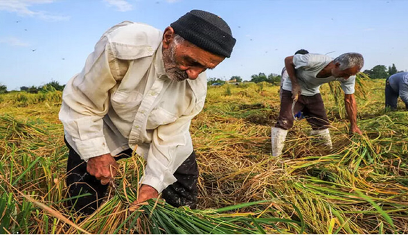 سالمندی بهرهبرداران کشاورزی گیلان رکورد زد