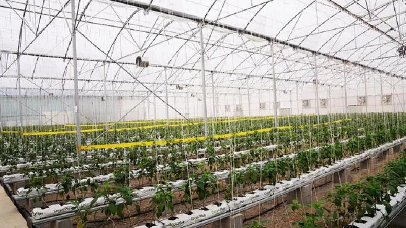 طرح گلخانه ۵۰۰ هکتاری در اردبیل اجرا میشود