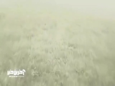 مردم‌دار؛ روایت شنیده‌نشده از شهدای خدمت
