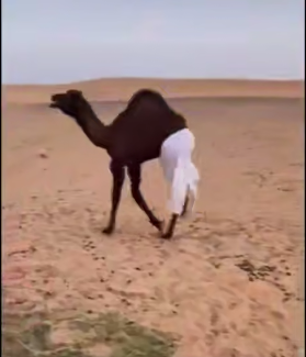 راه رفتن شتر با شلوار!