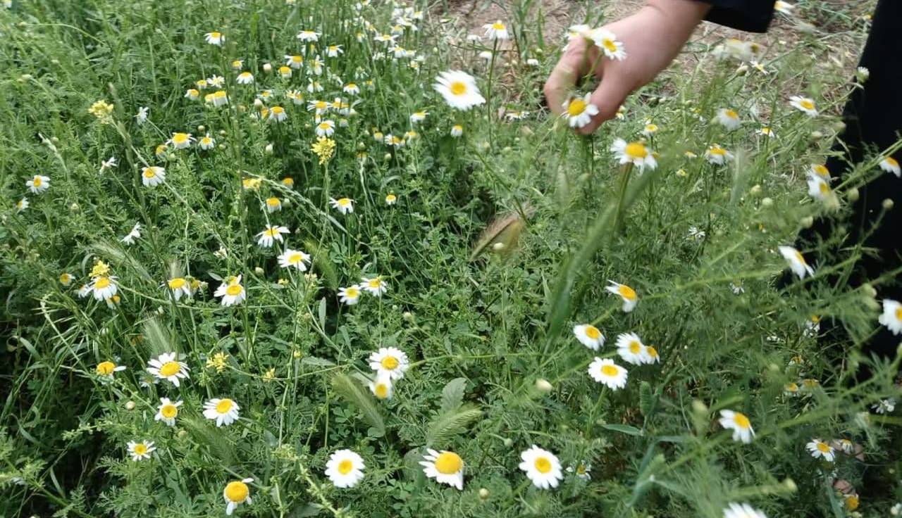 برداشت گیاه دارویی بابونه از مرغزار‌های دشت فریم