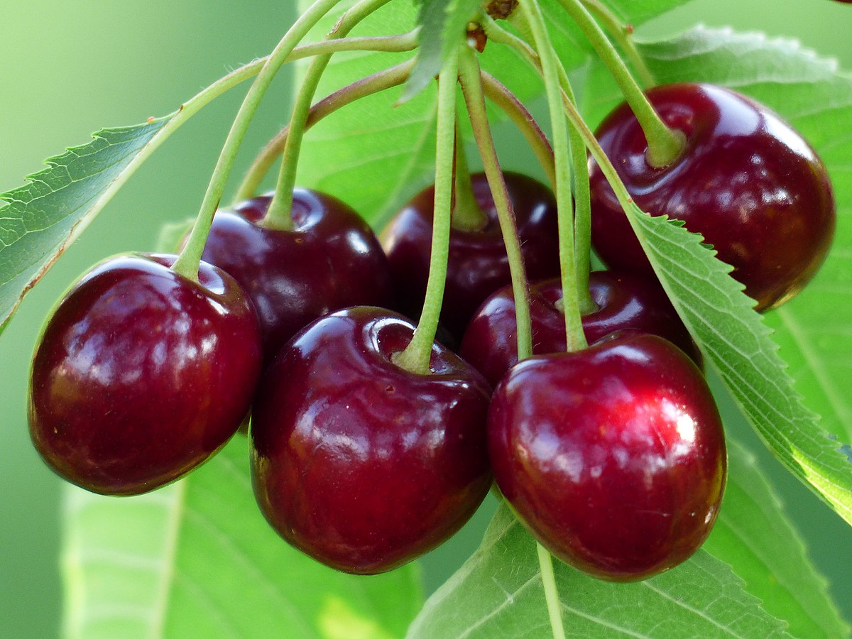 قیمت نجومی گیلاس نوبرانه