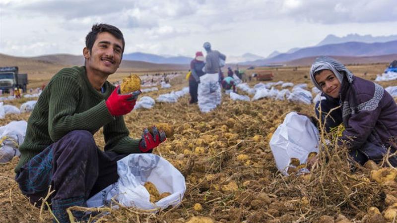 جهش صادراتی سیبزمینی گلستان؛ پایانی بر زیان کشاورزان