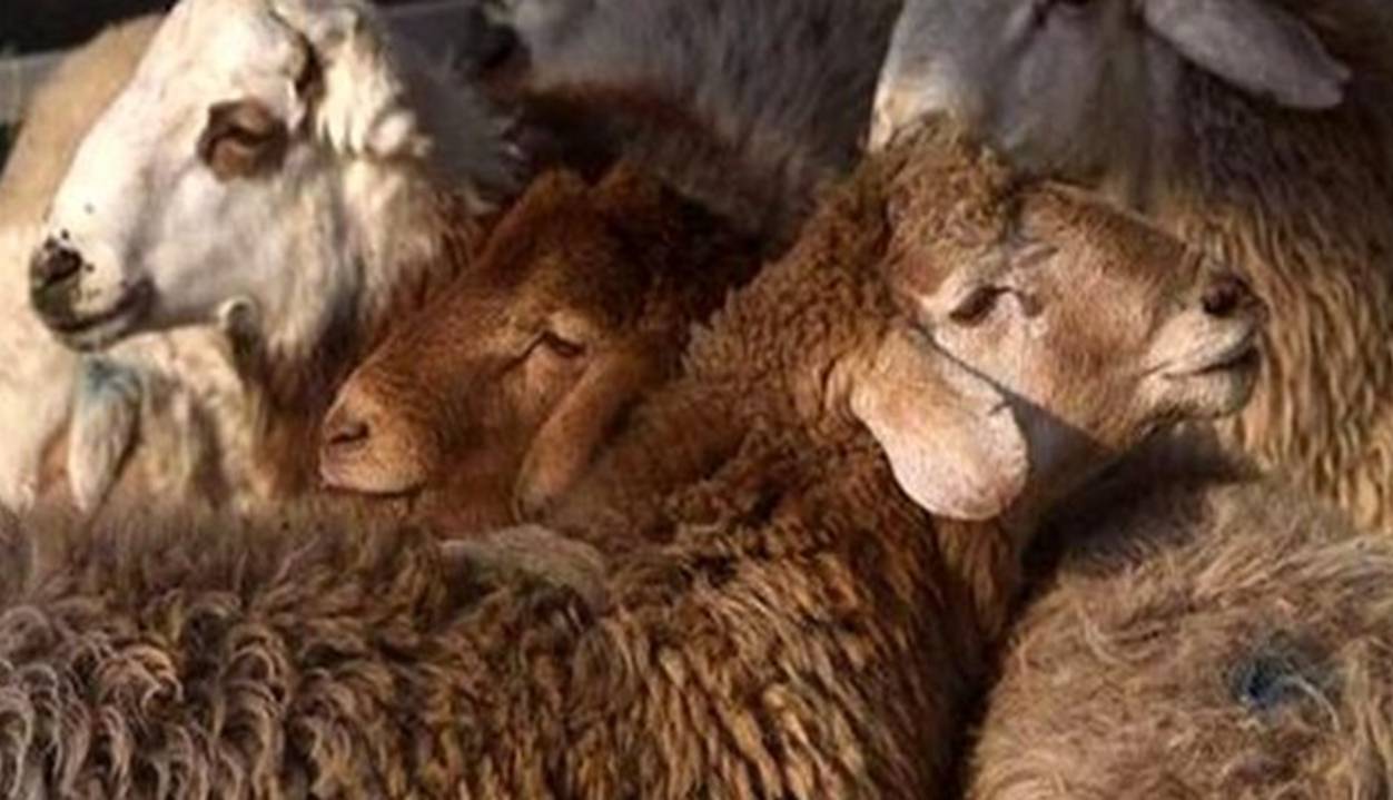 دستگیری ۱۸ قاچاقچی سازمان یافته احشام؛ ۵۸۹ راس گوسفند غیرمجاز کشف شد