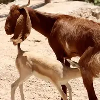 بزی که بچه‌اش را از دست داده، مادر بره آهوی یتیم شد‌