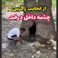 چشمه ای داخل درخت؛ از عجایب زاگرس