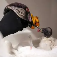 عروسک دستی، کلید بقای جوجه کرکس شاهی