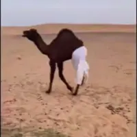 راه رفتن شتر با شلوار!