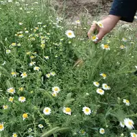 برداشت گیاه دارویی بابونه از مرغزار‌های دشت فریم