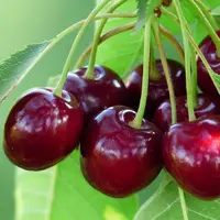 قیمت نجومی گیلاس نوبرانه
