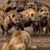  نبرد شیر با کفتارها 