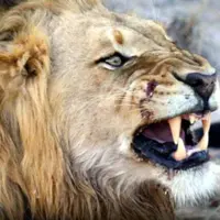 وجود شیر گرسنه در کمپ توریست ها 
