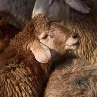 دستگیری ۱۸ قاچاقچی سازمان یافته احشام؛  ۵۸۹ راس گوسفند غیرمجاز کشف شد