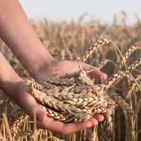 آغاز پرداخت مطالبات گندم‌کاران در روزهای آینده