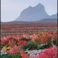 دشت زیبای ریواس!