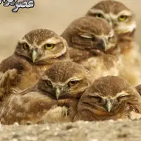 ببنید بچه جغدهای باهوش با تقلید صدای مار زنگی چطور گورکن را فراری دادند