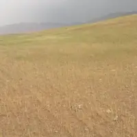 کاهش بارندگی و آسیب جدی به مزارع کهگیلویه و بویراحمد