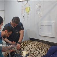 حال پلنگ مرکز باز پروری کلاه قاضی خوب نیست