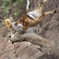 کمین زیبای پلنگ برای شکار ایمپالا 
