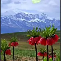 طبیعت بهاری بی‌نظیر فریدون شهر