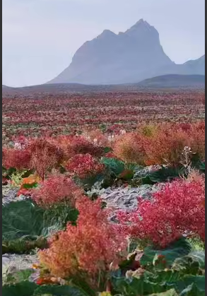 دشت زیبای ریواس!