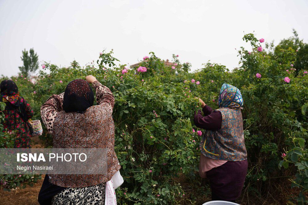 عکس/برداشت گل محمدی در روستای اله رودبار