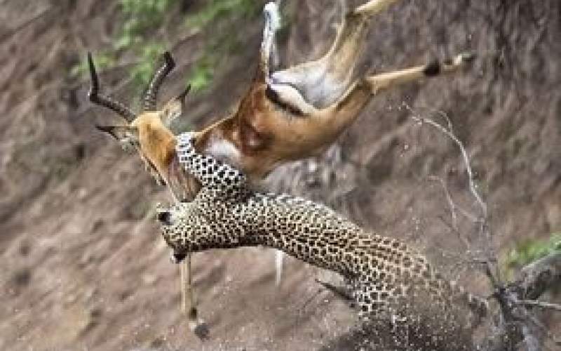 کمین زیبای پلنگ برای شکار ایمپالا 