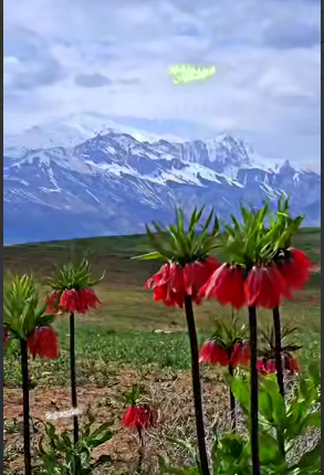 طبیعت بهاری بی‌نظیر فریدون شهر