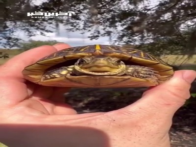لاک‌پشت‌های جالب جعبه‌ای