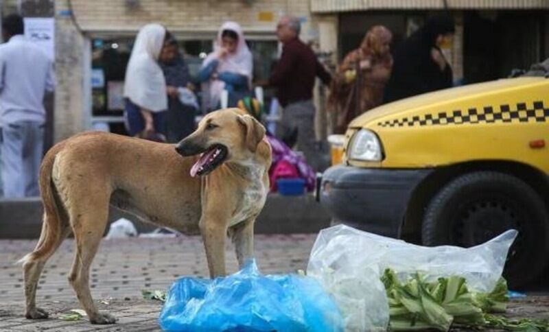 جمعآوری سگهای ولگرد پایتخت با استفاده از ۱۲ تیم