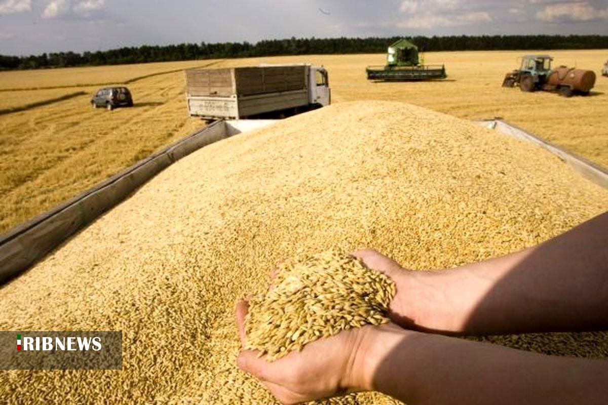 پیشبینی خرید ۵۰۰ هزار تن گندم در آذربایجان شرقی