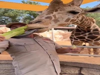 تلاشِ زیبای زرافه برای خوردنِ کاهو