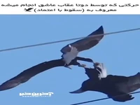 سقوطِ با اعتماد، حرکتی که دو عقاب عاشق انجام میدهند