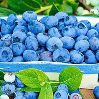 نخستین جشنواره ملی بلوبری در بندر انزلی برگزار می‌شود