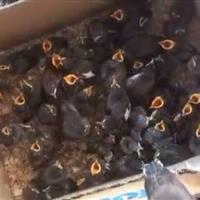 کشف محموله بزرگ مرغ مینا