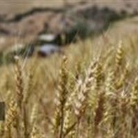 مزارع طلایی قم در انتظار برداشت گندم