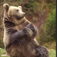  یوگای روزانه‌ی یک خرس!