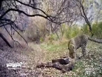 حیات‌وحش اردبیل در یک نگاه