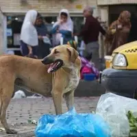 جمع‌آوری سگ‌های ولگرد پایتخت با استفاده از ۱۲ تیم