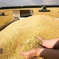 پیش‌بینی خرید ۵۰۰ هزار تن گندم در آذربایجان شرقی