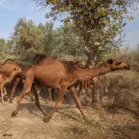 مرحله دوم مقابله با ورود غیرمجاز شتر به تالاب هامون اجرا شد