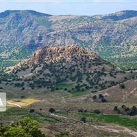 ایران دارای هشت هزار و ۳۰۰ گونه مرتعی است