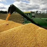 خرید گندم در خوزستان به یک میلیون و ۲۷۱ هزار تن رسید