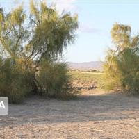 مبارزه گسترده با آفت در ۱۶۵ هکتار عرصه‌ بیابانی خراسان شمالی