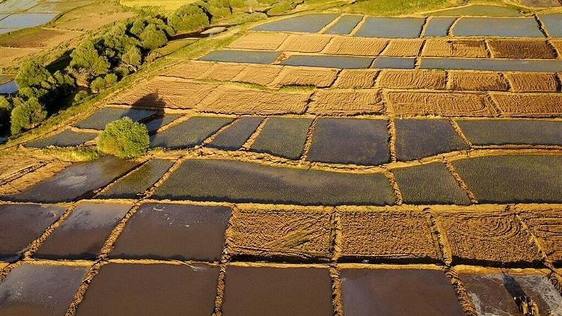تسریع در رسیدگی به درخواستهای سند تکبرگ اراضی کشاورزی در استان بوشهر