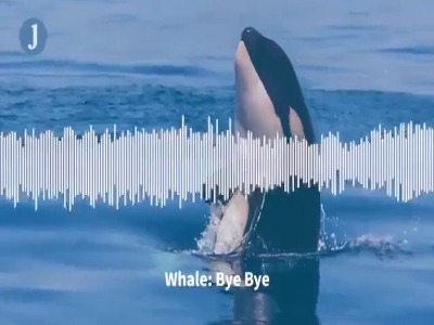 فیلمی از تقلید صدای عجیب نهنگ قاتل؛ وقتی نهنگ قاتل با انسان احوال‌پرسی می‌کند!