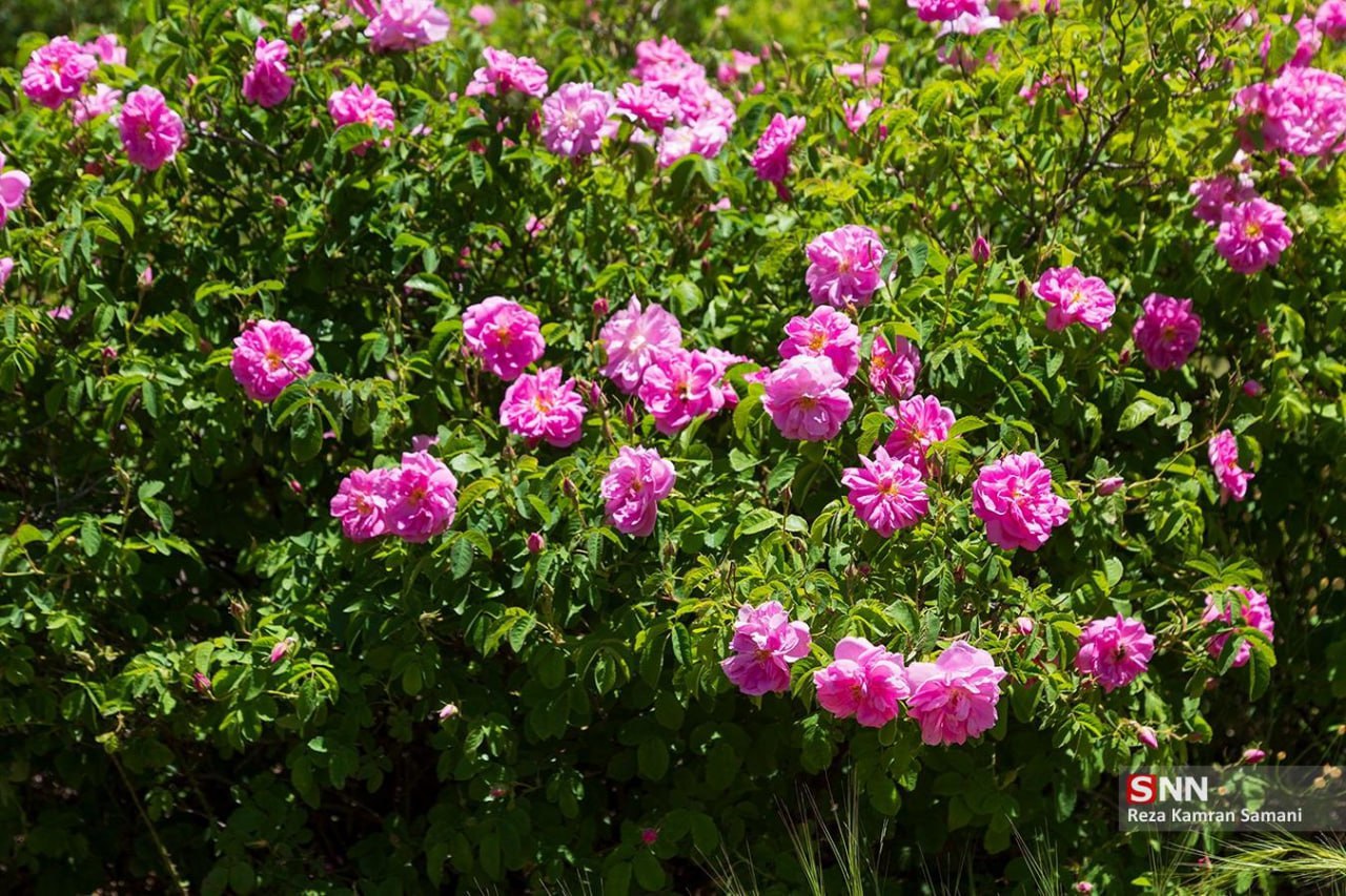 عکس/ برداشت گل محمدی در چهارمحال و بختیاری