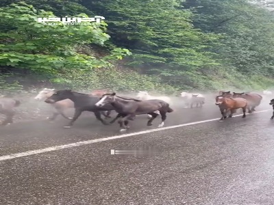 کوچ بهاری اسب‌ها از کوهپایه به سمت ارتفاعات دیلمان