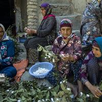 گلستان؛ قلب تپنده نوغانداری، برداشت ۳۰۰ تُن پیله‌تر ابریشم در راه است