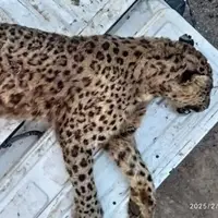 پلنگ ماده ایرانی در البرز تلف شد